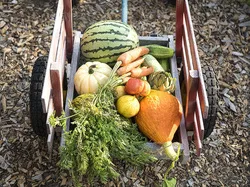 DrPaulapproved - MTHR Brain Detox