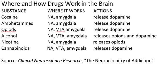 Addiction affects your brain. But have you ever wondered how? Addiction Spectrum - Dr Paull Approved